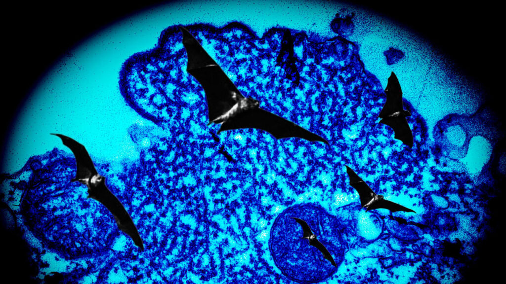 nipah-virus-183.jpeg