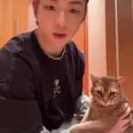 고양이 — KR news