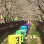 군항제 — KR news
